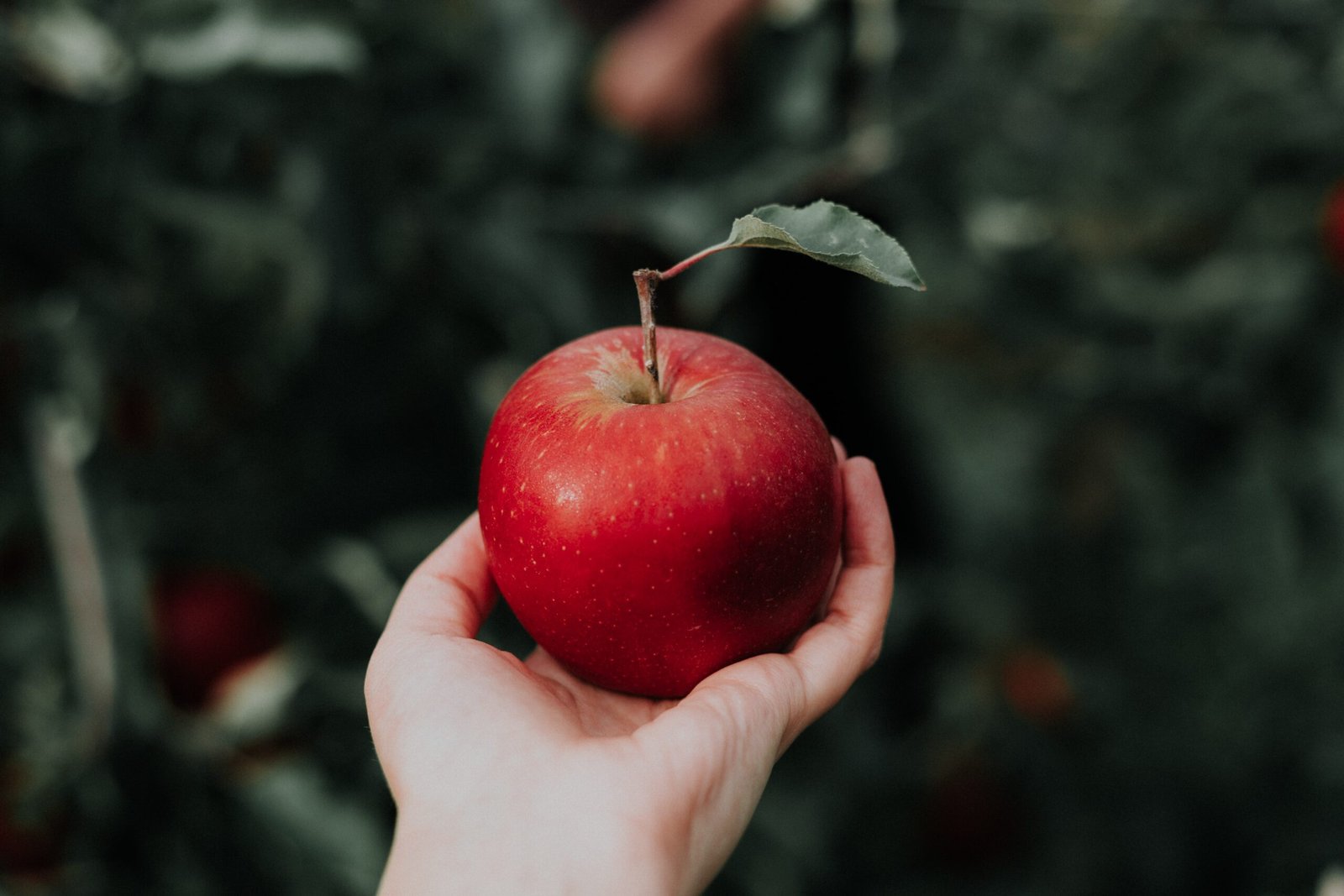 Mengapa Produk Apple Mahal? Padahal Spesifikasinya Biasa Saja?